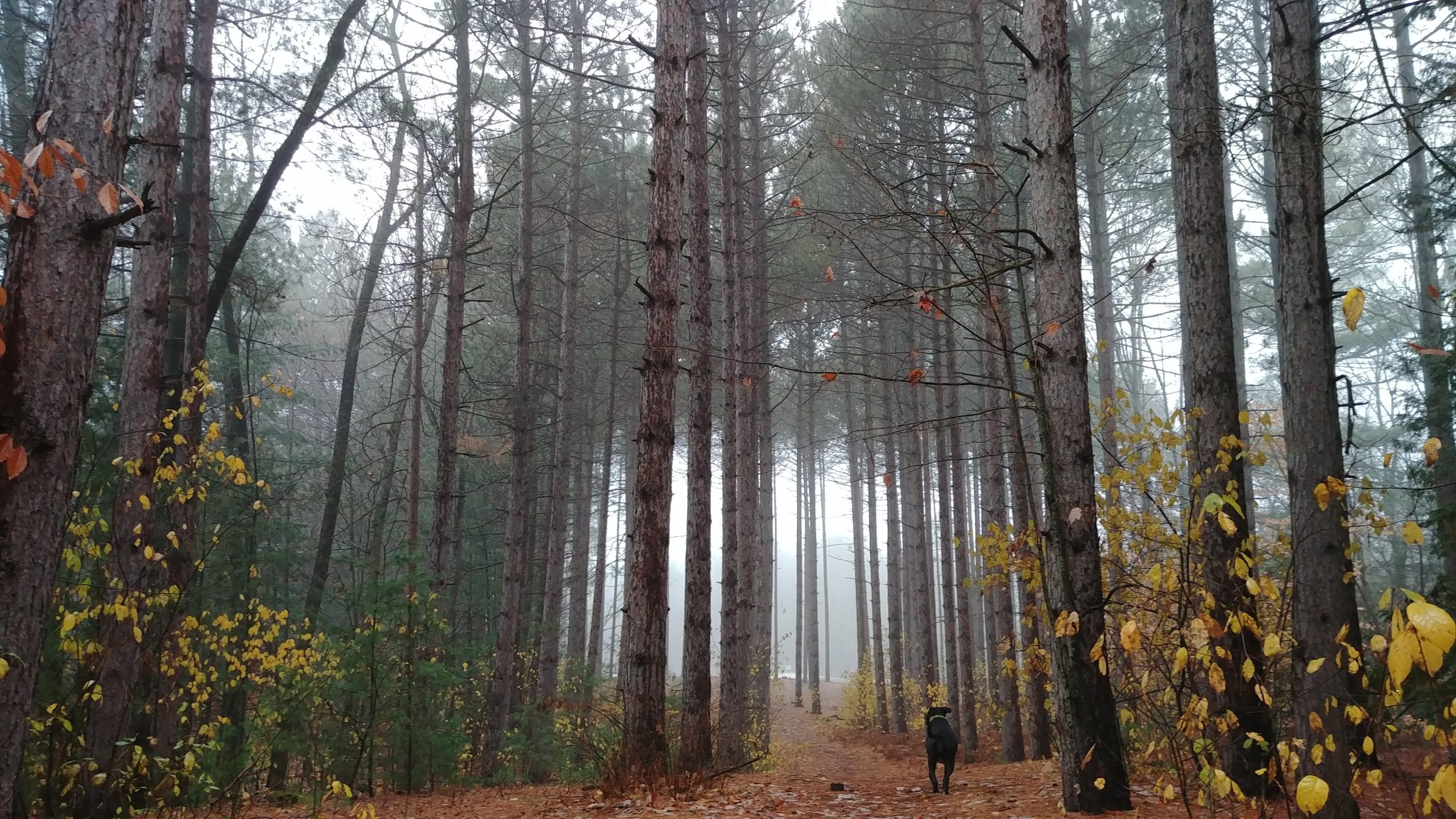Pinhey Forest, Nepean Ontario